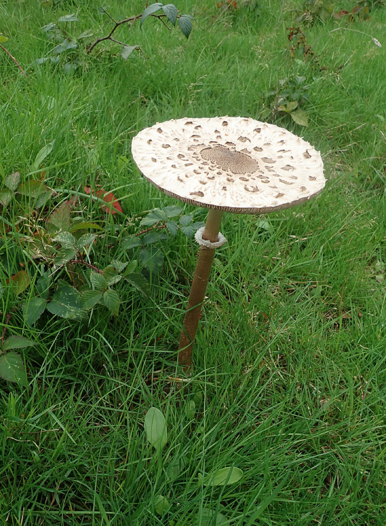 Photo © Penny Cullington Macrolepiota procera by Penny Cullington